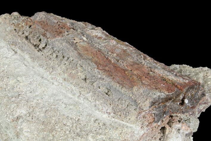 Devonian Petrified Wood (Callixylon) Section - Oldest True Wood #102057